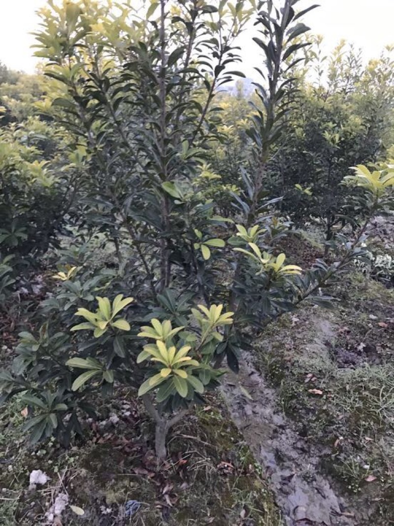 杨梅树，东魁杨梅，黑炭杨梅