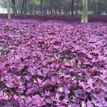 紫叶酢浆草，红花炸酱草