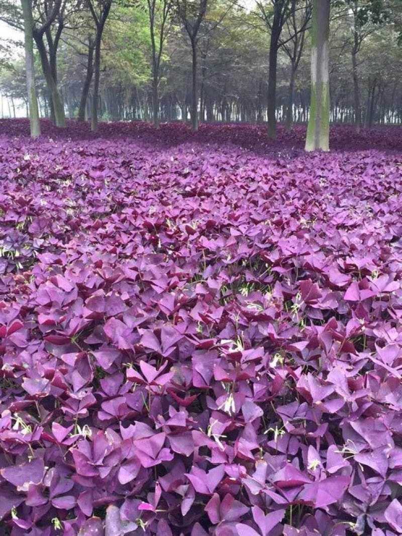 紫叶酢浆草，红花炸酱草
