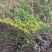 金钟花，黄金条，黄花条
