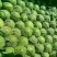 甘蓝1~2公斤