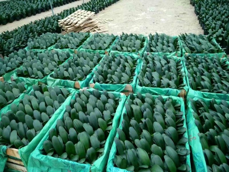 基地长期供应君子兰盆栽绿植花卉君子兰开花电商档口