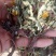 蒲公英6~10cm