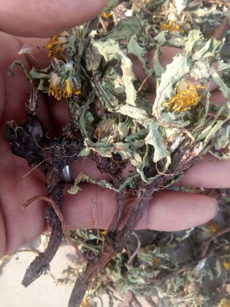 蒲公英6~10cm