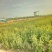 油菜籽2