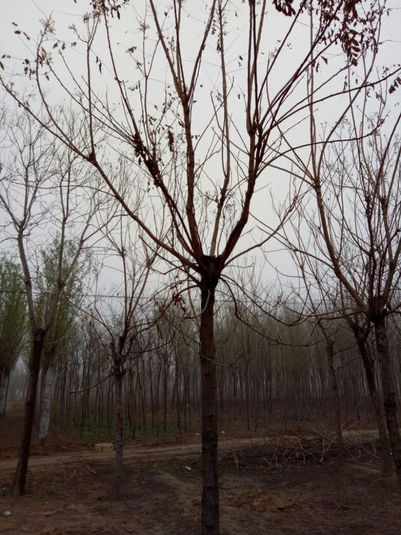 栾树12~14cm8~10cm4米以上