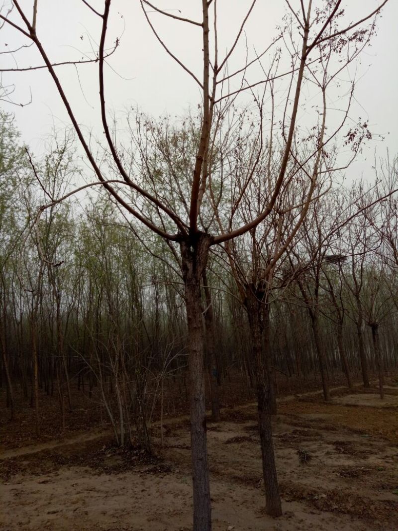 栾树12~14cm8~10cm4米以上