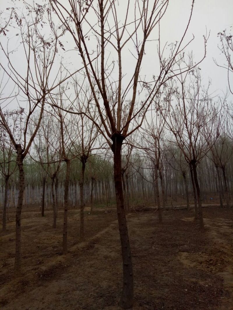 栾树12~14cm8~10cm4米以上