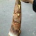 毛竹春笋20~25cm