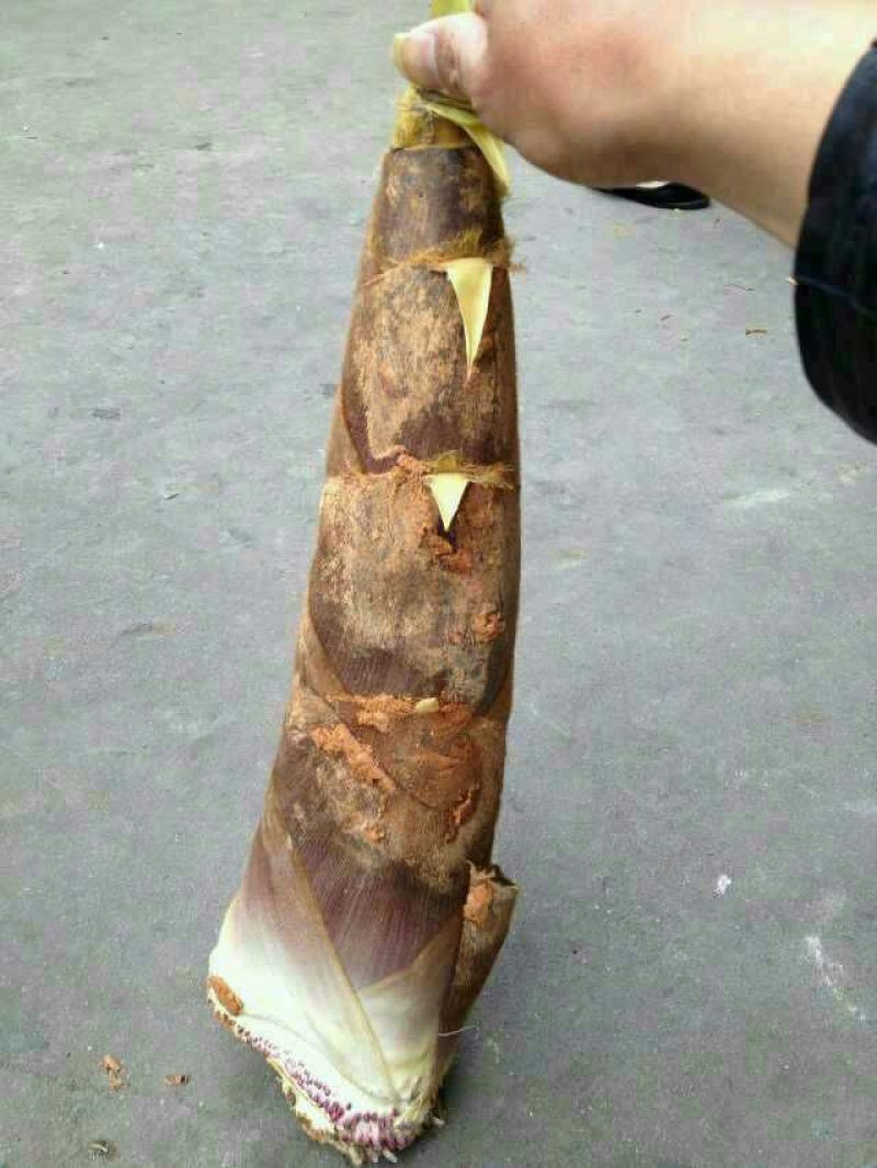毛竹春笋20~25cm