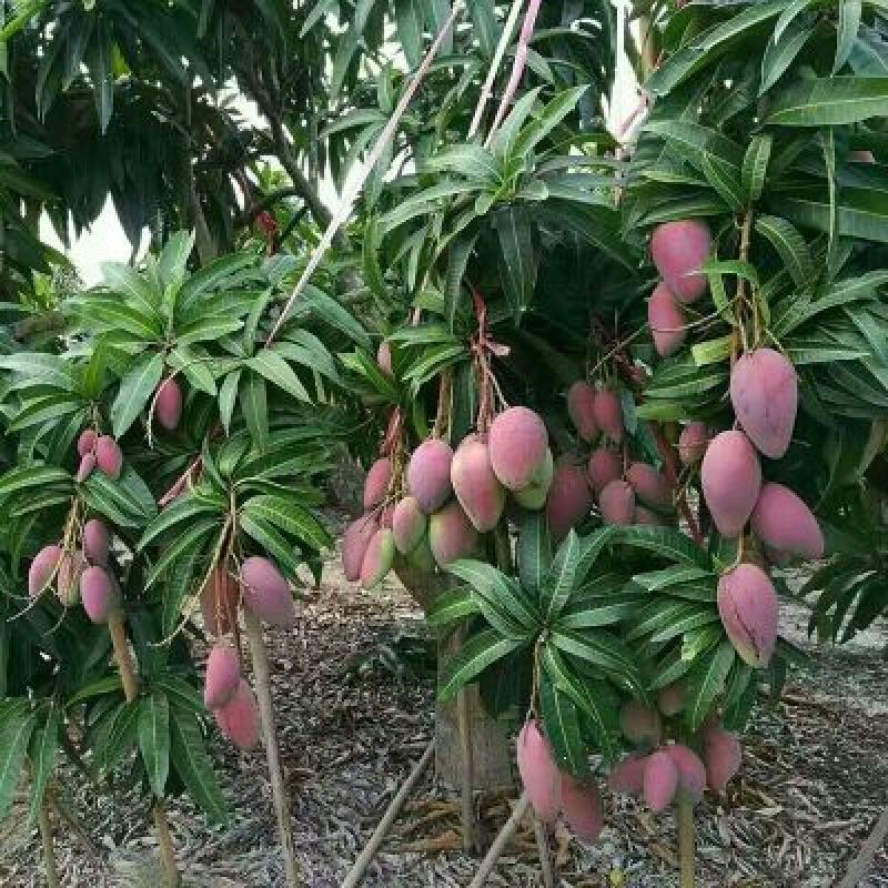贵妃芒4两以上