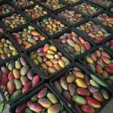 贵妃芒4两以上