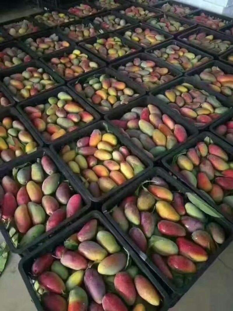 贵妃芒4两以上
