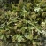 现摘花椒芽自家种植大量有货提前预定
