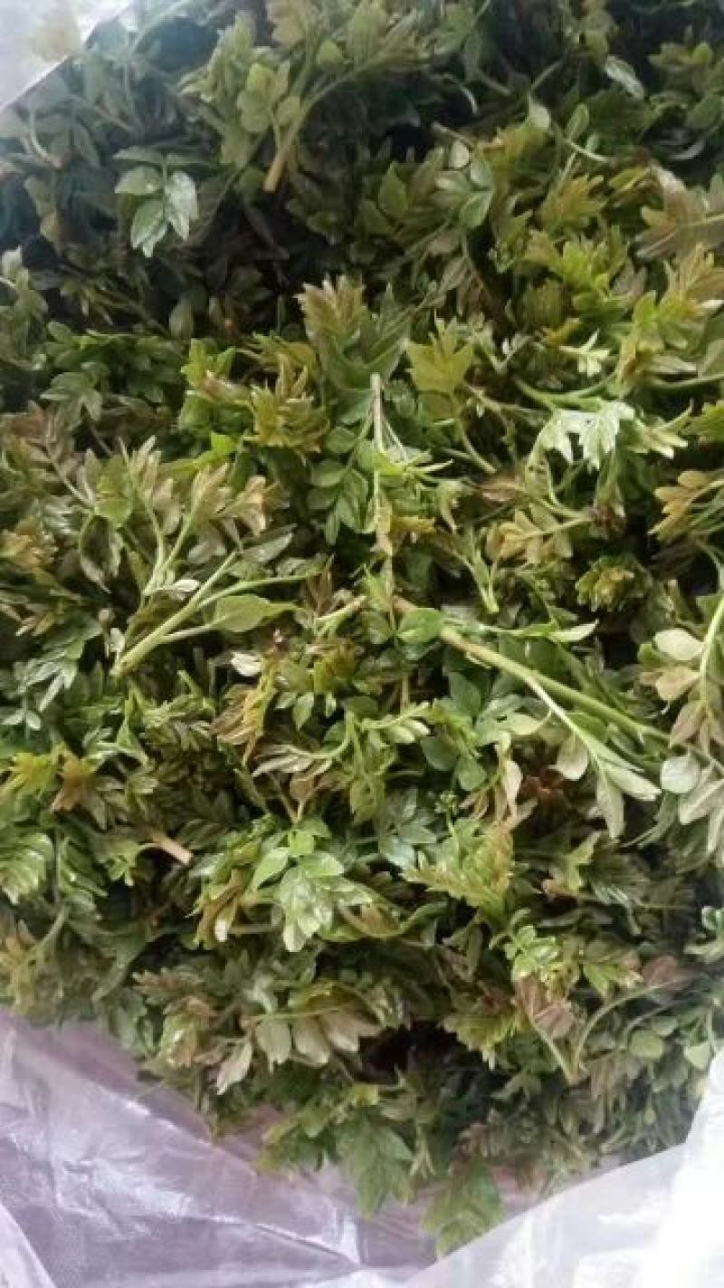 现摘花椒芽自家种植大量有货提前预定
