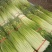 蒜薹50~60厘米