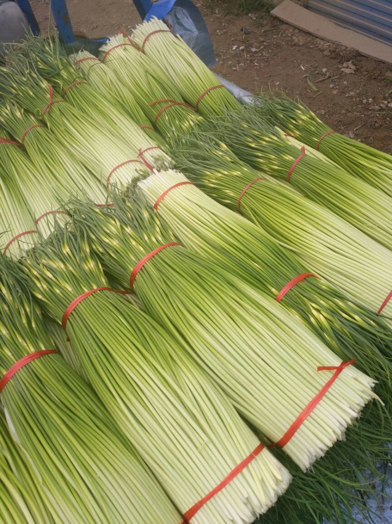 蒜薹50~60厘米