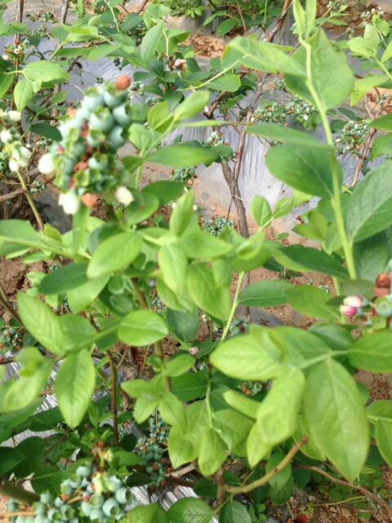 蓝莓苗50~80cm1~2年