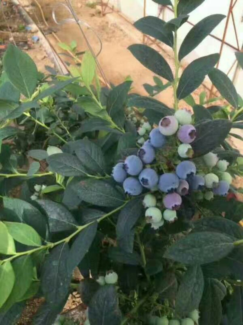 蓝莓苗50~80cm1~2年