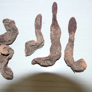 锁阳统货