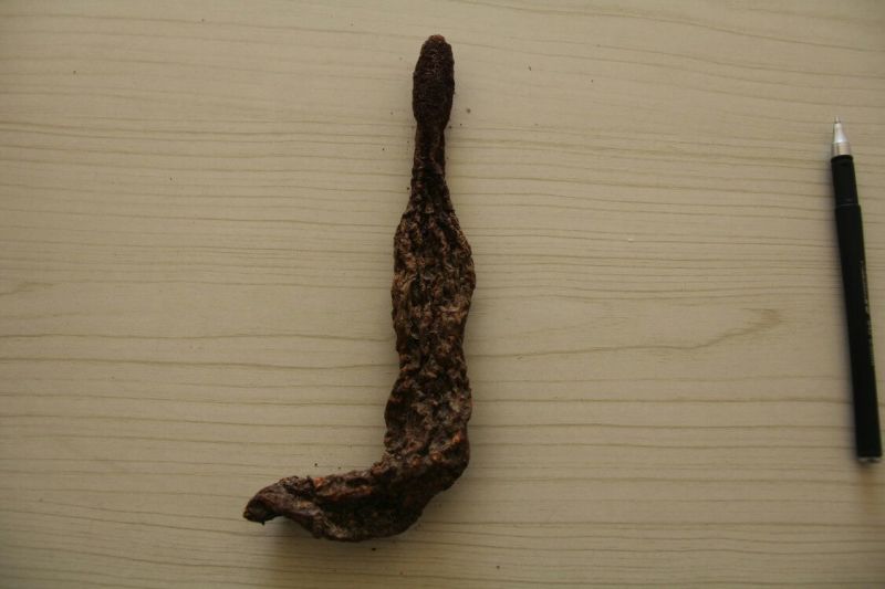 锁阳统货