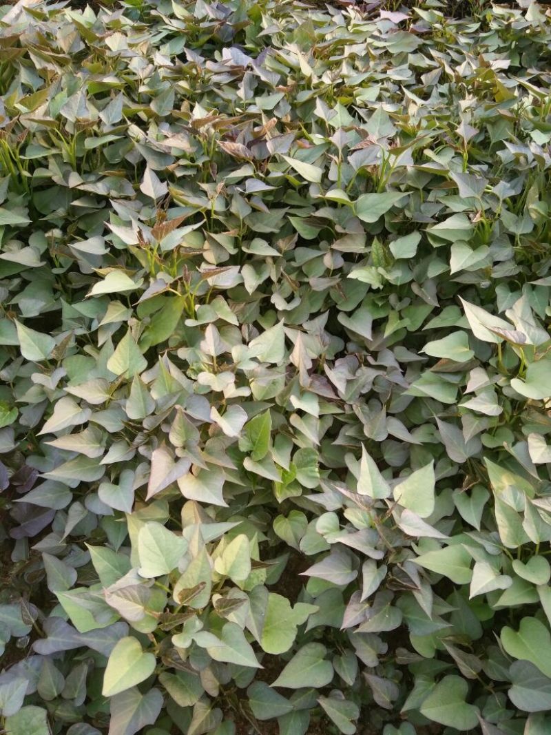 商薯19红薯苗25~35cm