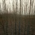 栾树4~6cm4~6cm4米以上