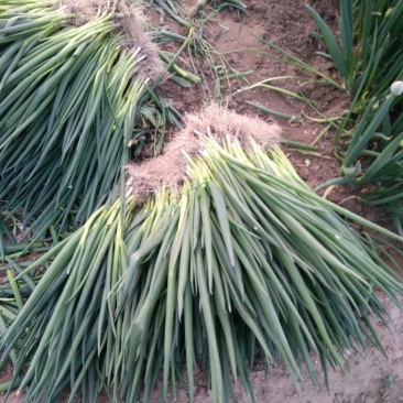 香葱小葱50~55cm