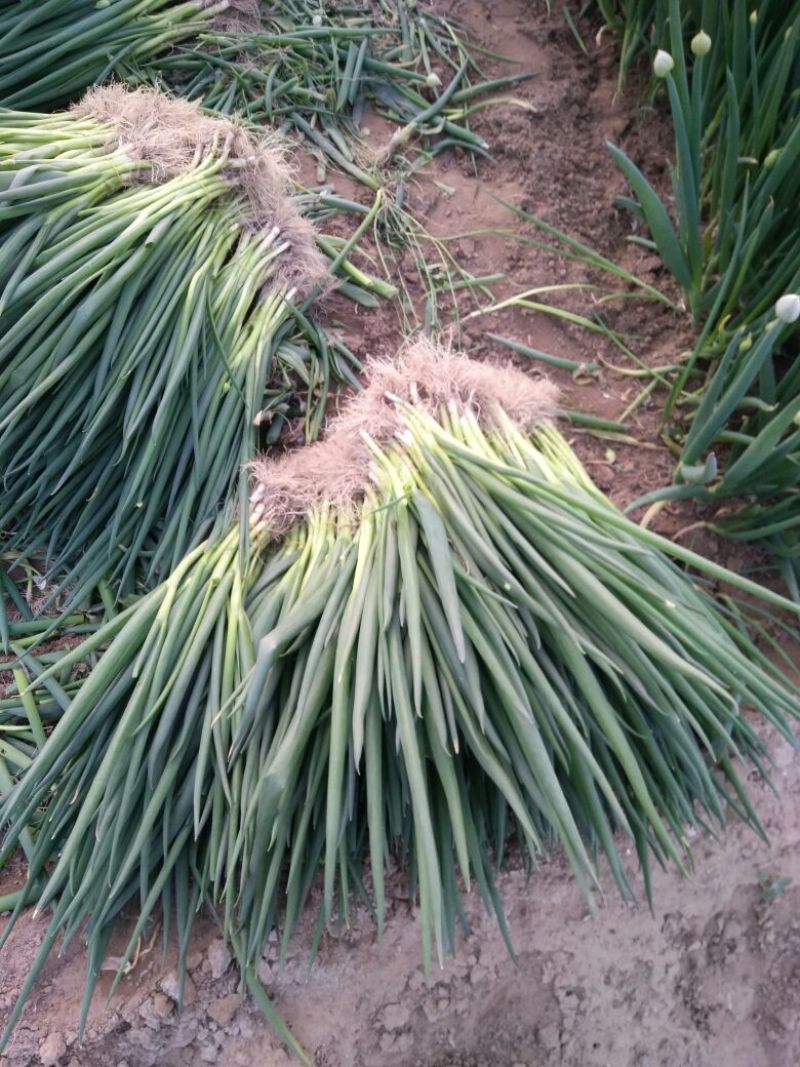 香葱小葱50~55cm
