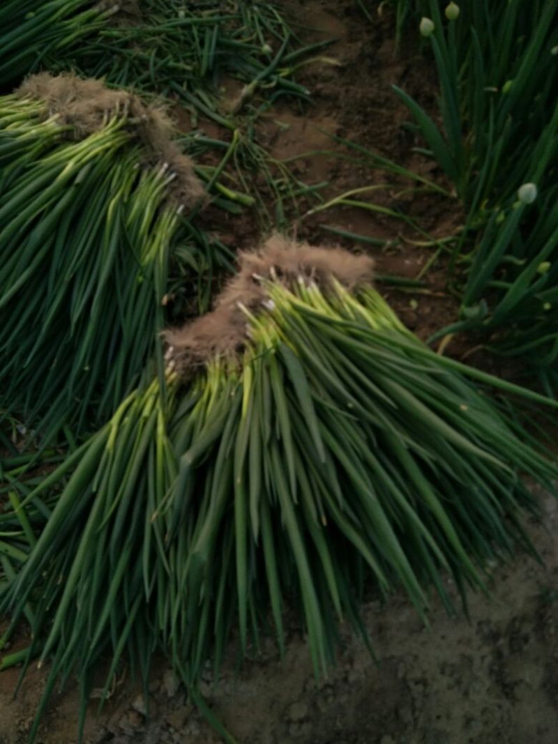 香葱小葱50~55cm