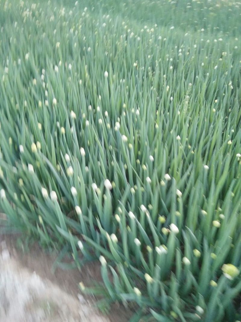 香葱小葱50~55cm