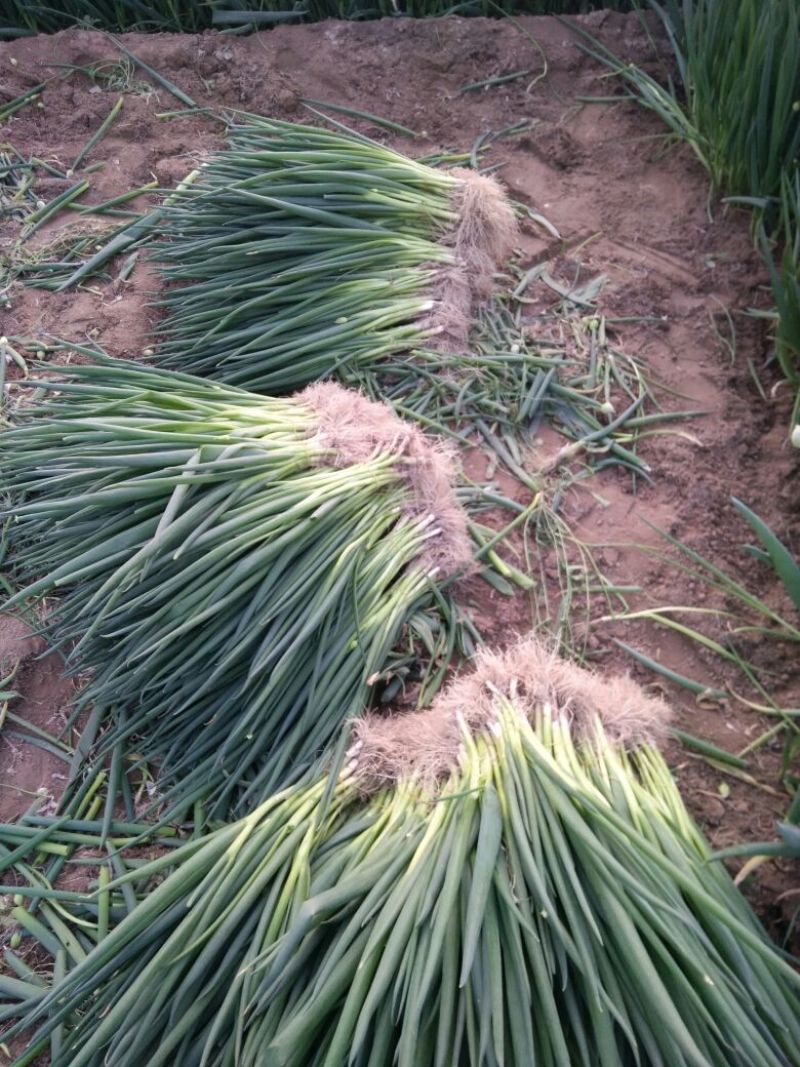 香葱小葱50~55cm