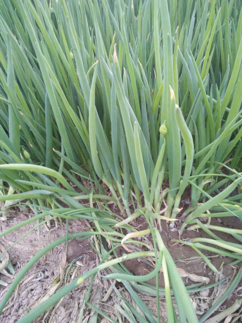 香葱小葱50~55cm