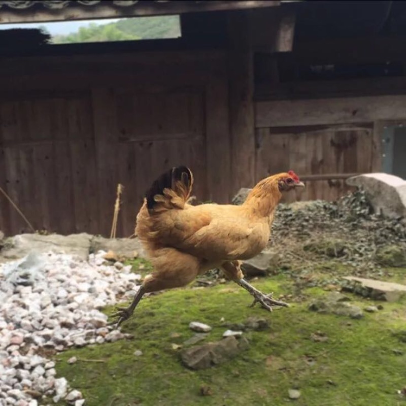 土鸡