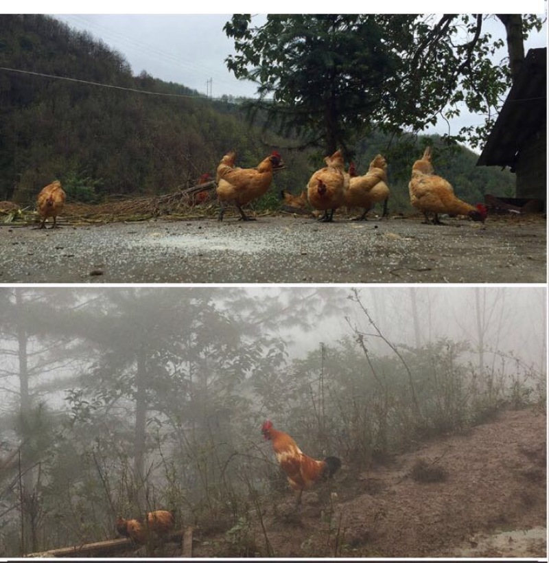 土鸡