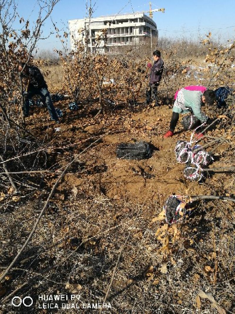 板栗树苗50~60cm抗病高产根系发达成活率高