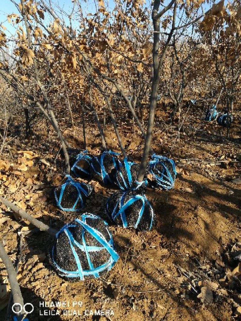 板栗树苗50~60cm抗病高产根系发达成活率高