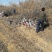 板栗树苗50~60cm抗病高产根系发达成活率高