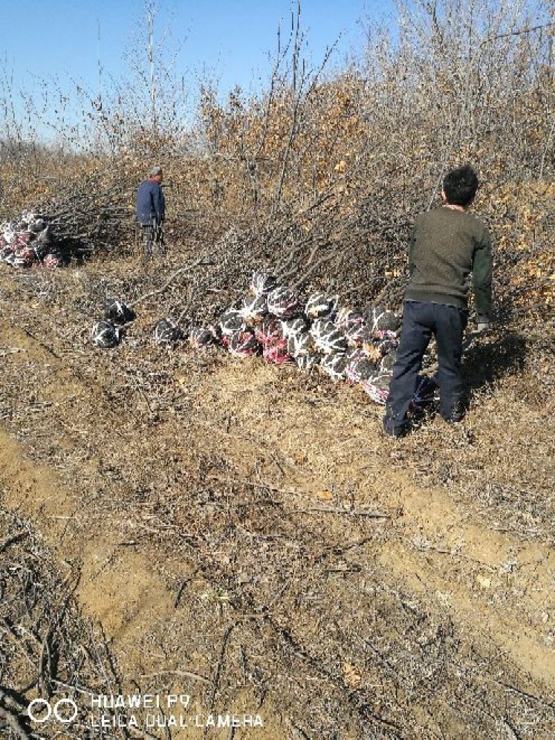 板栗树苗50~60cm抗病高产根系发达成活率高
