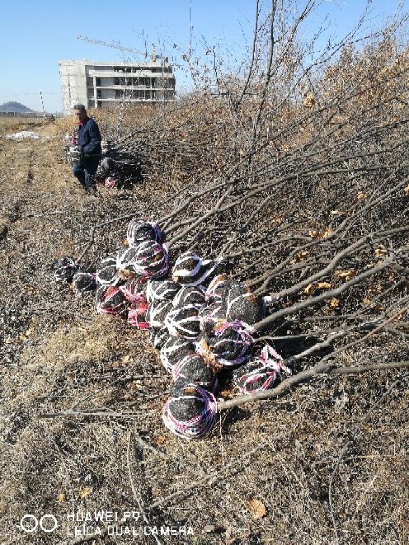 板栗树苗50~60cm抗病高产根系发达成活率高
