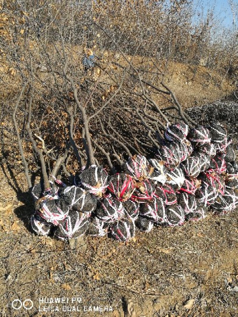 板栗树苗50~60cm抗病高产根系发达成活率高