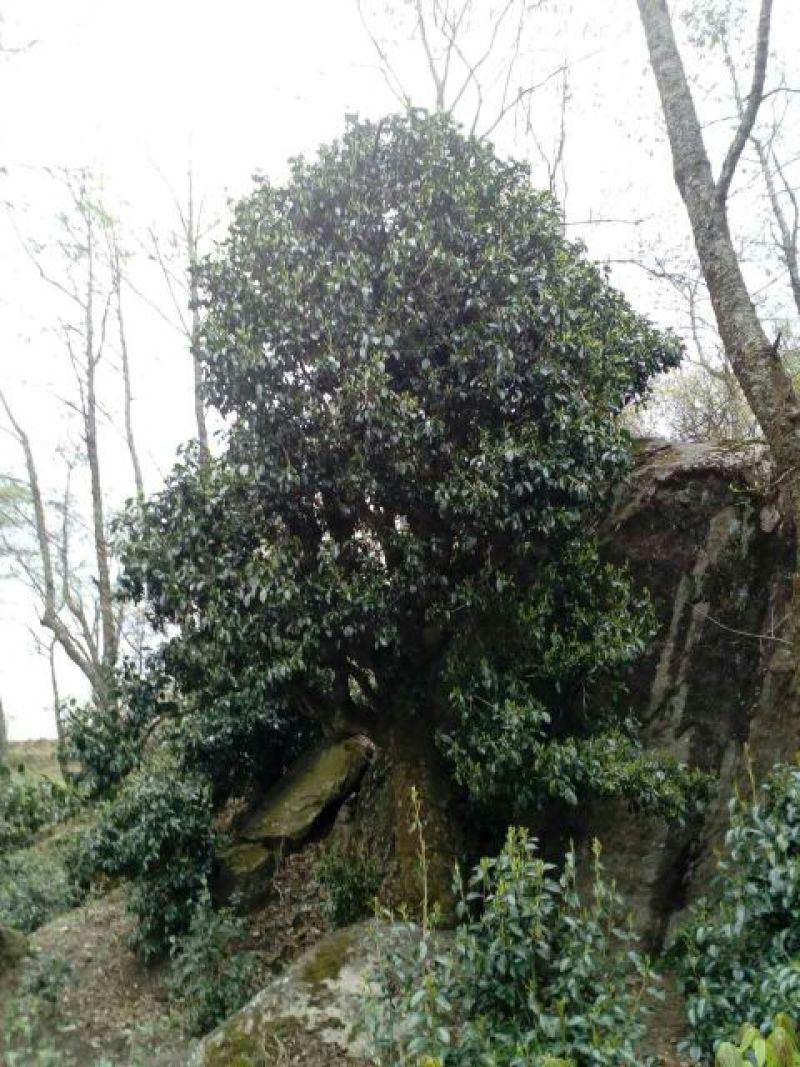 岩茶