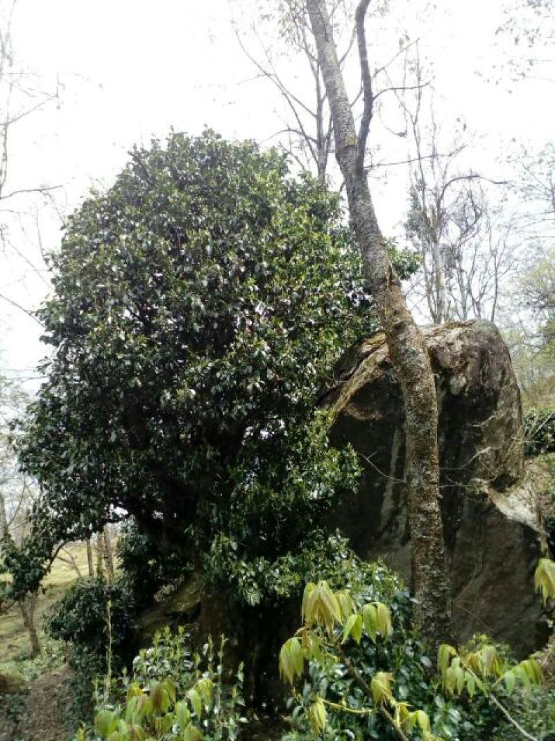 岩茶