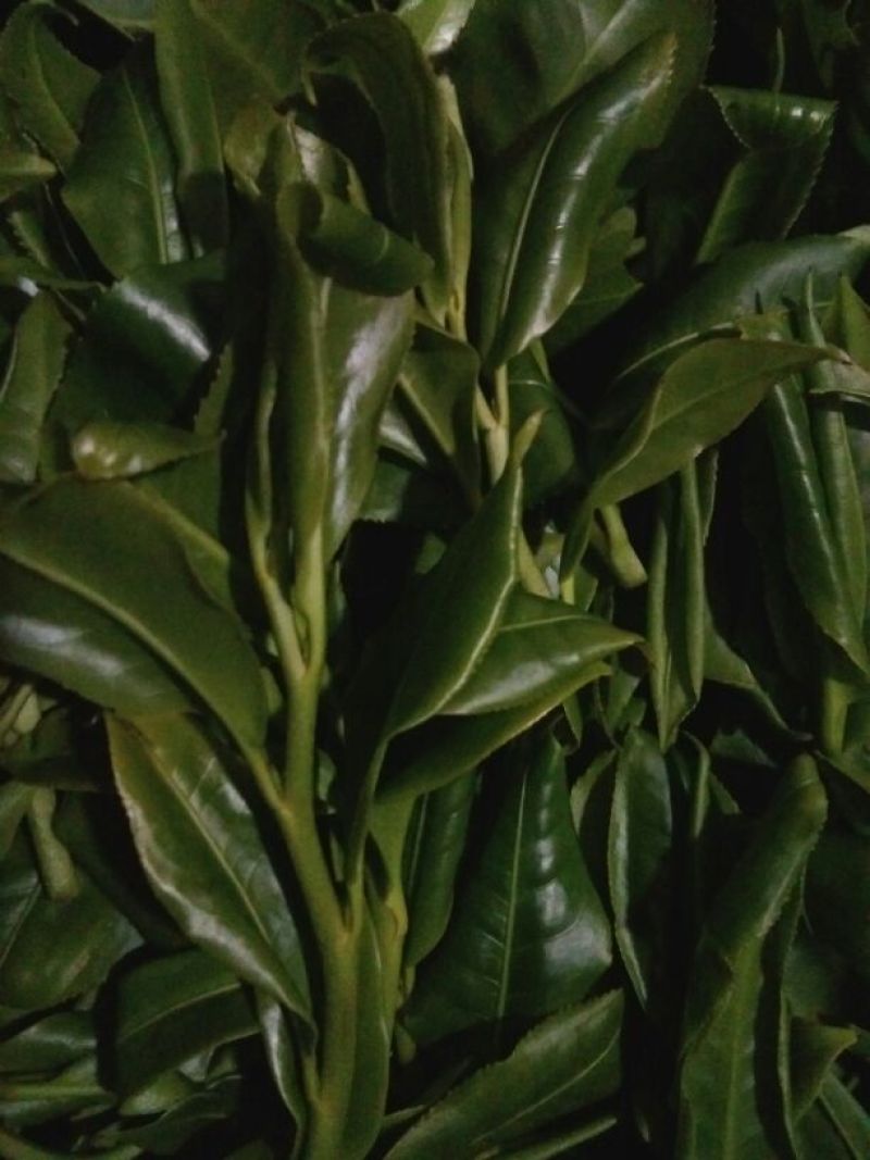 岩茶