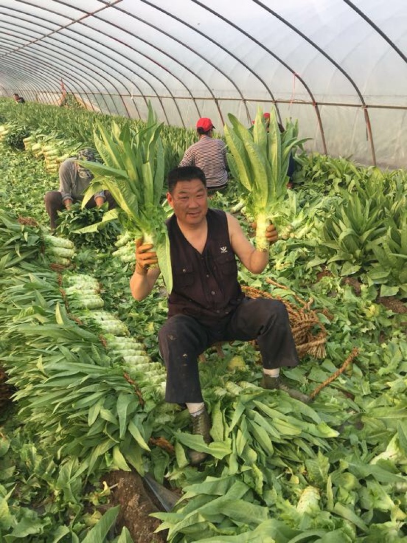 莴苣
