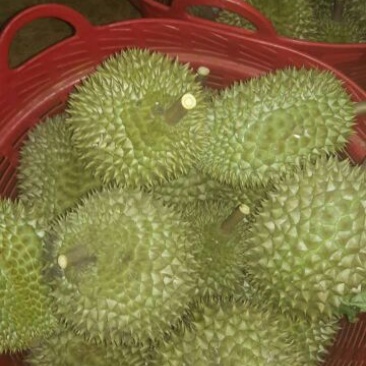 干荛榴莲干尧榴莲