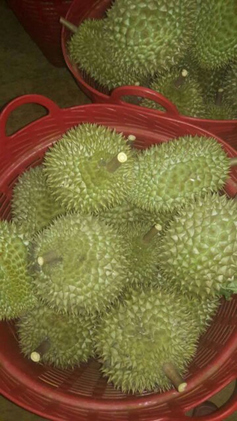 干荛榴莲干尧榴莲
