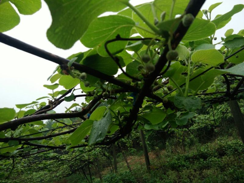 黄金奇异果