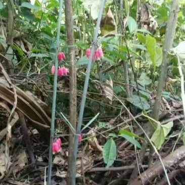 滇黄精选个茎块干货都有现货