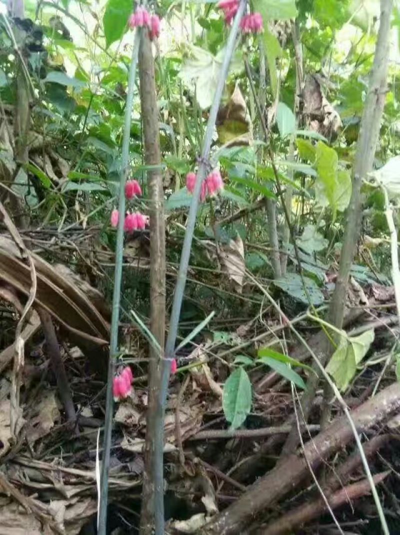 滇黄精选个茎块干货都有现货